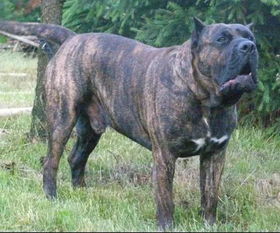 世界上体型最大的10种犬 你知道有哪些吗
