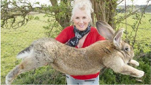 英国一饲养员设下2000英镑悬赏令,捉拿窃贼,被盗之物居然是一只兔子