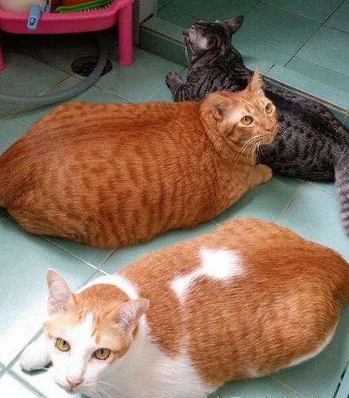 奶奶养了三只猫咪,果然一个都没有亏待,猫咪集体胖成猪了