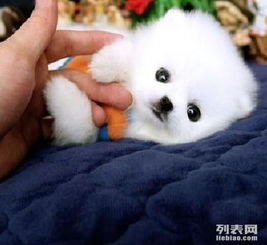 苏州 正宗 纯种博美幼犬出售 白色 茶杯犬 球形 小体型