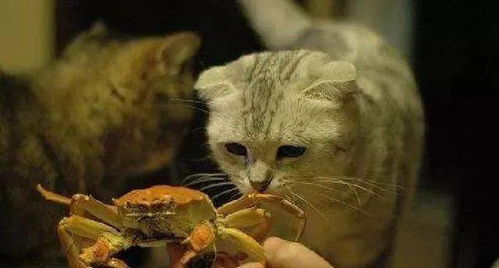 猫和螃蟹抢鱼吃,不知道螃蟹怎么想的,只见螃蟹举着鱼给猫吃