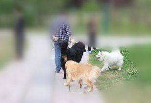 调查 遛狗不牵绳 带宠物进入公共场所,这些行为对不对 丰县人都来评评理...