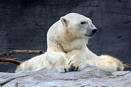 42岁北极熊被实施安乐死 终结世界长寿纪录 