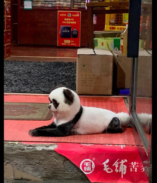 商店门口趴着一只大熊猫,仔细一看才发现是狗狗,狗 我好忧愁