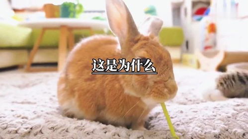 兔子为什么不能喝水