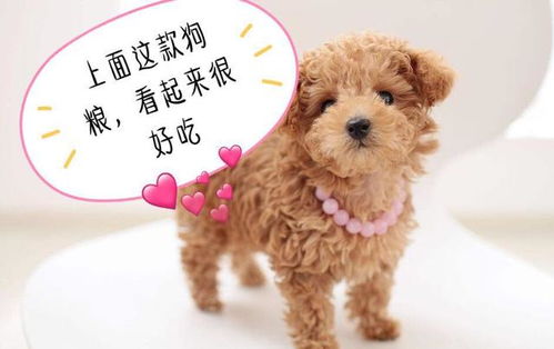 贵宾犬不吃狗粮怎么办