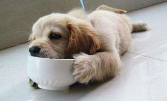狗狗有泪痕怎么办 吃下面5种食物可以帮你去泪痕