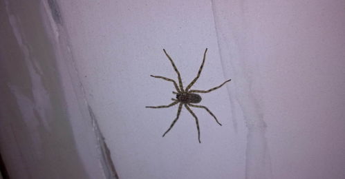 家里的蜘蛛你怎么处理,杀死是最好的办法吗