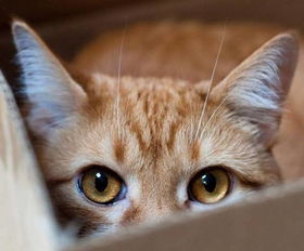 猫咪吃的猫胺一天吃多少合适,超浓缩赖氨酸防护猫鼻支 