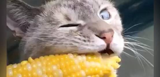 猫咪能不能吃玉米(猫咪能不能吃玉米肠)