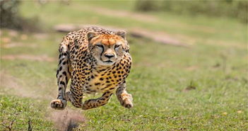 动物们的 超能力 老鹰是 远视眼 ,猎豹奔跑仅一只脚着地