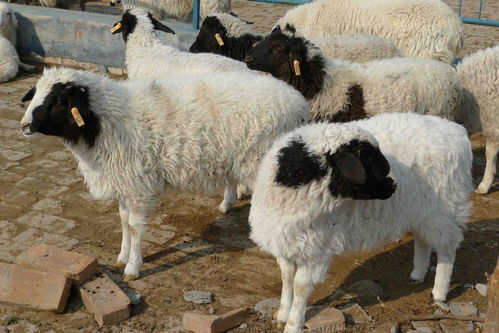羊流感症状及治疗方法