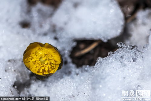 阳春三月 吉林长春的冰凌花开了 