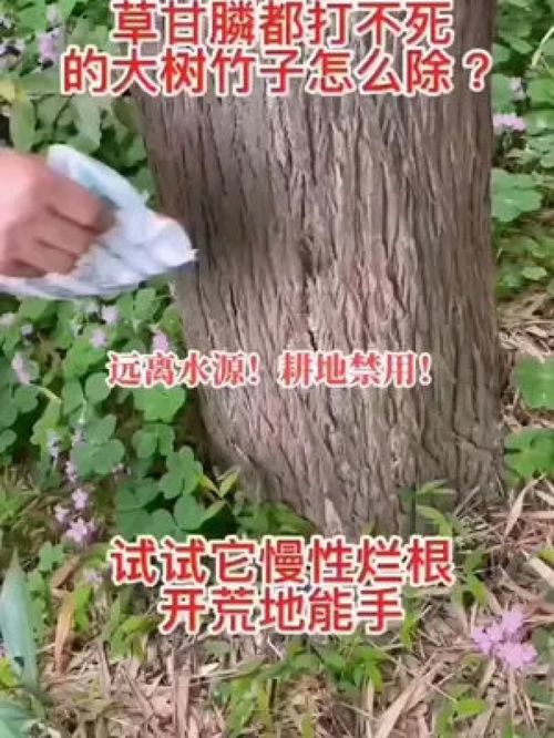 杀大树杀竹子烂根剂 除竹子除大树 除草剂 