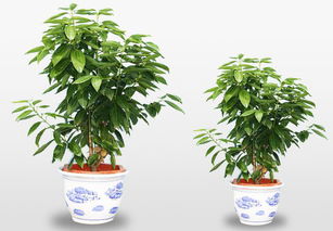 风水植物平安树,这样养才能保平安