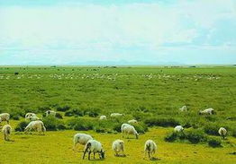 藏北的草原是仿写