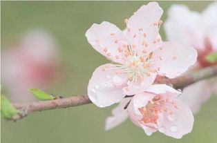 你最喜欢哪株桃花 测出你的桃花运是否能开花结果 