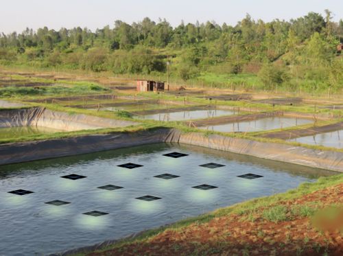 昕诺飞推出全新飞利浦太阳能水产养殖灯 助力水产养殖企业提高产量和效率 