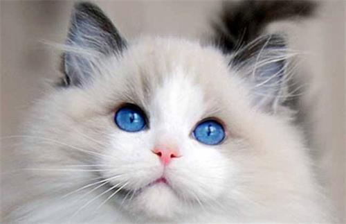 宠物小知识 布偶猫猫藓眼睛附近,布偶猫眼睛附近有猫癣碍事吗
