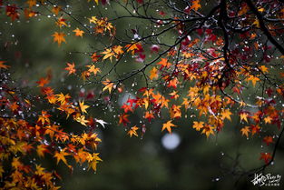 关于江南冬雨的诗句