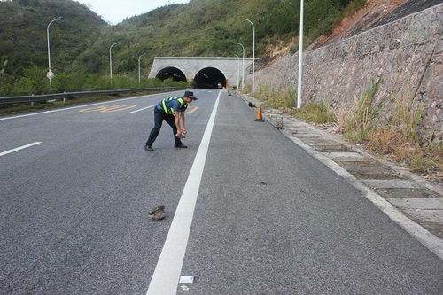 高速碰上它汽车准没 命 ,老司机教你一招,让高速公路来赔 