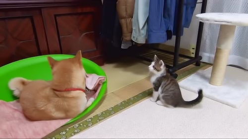 搞笑萌宠 日本秋田犬怎么会欺负这么小的猫咪 