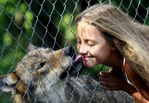 俄罗斯家庭养狼当宠物 10岁女孩骑狼狂奔