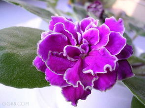 紫罗兰花长什么样子,紫罗兰的的外形特征是怎样的