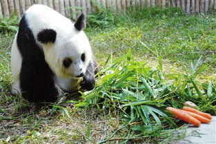 虐待大熊猫饲养员昨被停职 