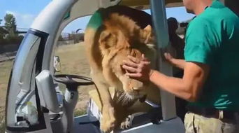 狮子遇到了一车游客,挤上车把司机赶了下来,狮子 我来开车吧