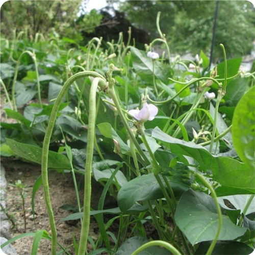 豆角种子需要泡水多久再种