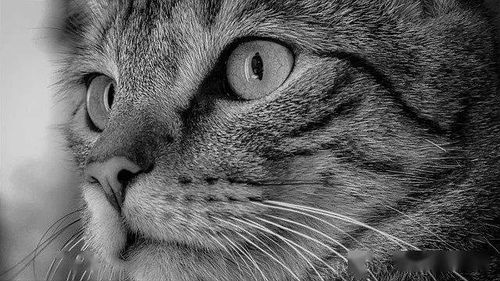猫知识 猫咪眼睛的小秘密