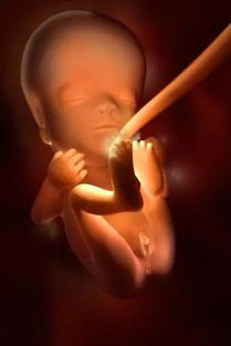 3D技术惊奇的呈现胎儿发育过程 怀孕40周全程胎儿图