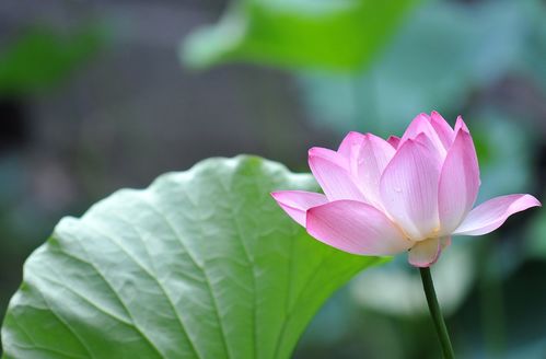 3月底,桃花朵朵开,月老见证,3大生肖祈求复合,始终忘不掉