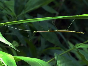 什么昆虫跟竹节虫一样保护自己？