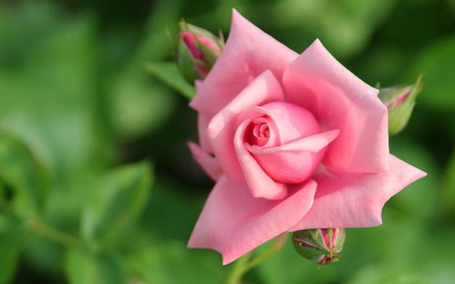 一朵粉色玫瑰花语,粉丝玫瑰寓意？