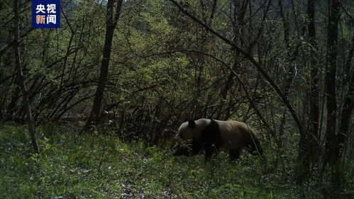 陕西周至 人类活动区域300多米外监测点位首次拍到野生大熊猫