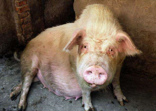 猪链球菌感染的症状是什么,猪后腿站立不起，可能是哪些因素引起的