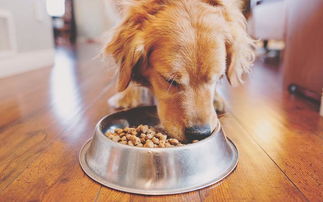 什么是无谷物狗粮,有什么优点,为何宠物医生会建议狗狗吃
