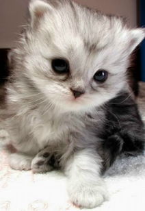 可爱的土耳其安哥拉猫