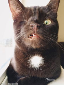 美国猫咪单只眼睛面部狰狞 被戏称 海盗猫 
