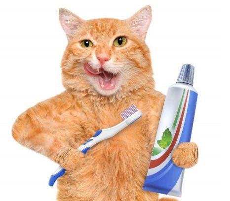 怎么给猫刷牙,猫咪刷牙三部曲,长效保护牙齿