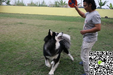 广州有好的训狗的地方吗 来广州番禺金色世家宠物狗狗培训学校 