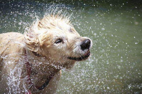 狗狗淋雨后全身变超臭,都说雨天不遛狗,为什么狗狗湿了会变臭