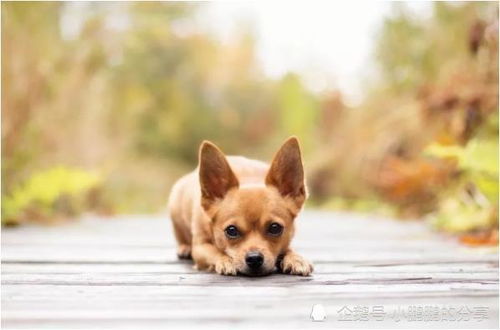 苦命狗 7月份及下半年命运如何 一定要花一分钟看看