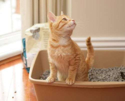 猫砂 闪闪发光 猫咪很可能得了尿路结石,这4类猫更容易发病