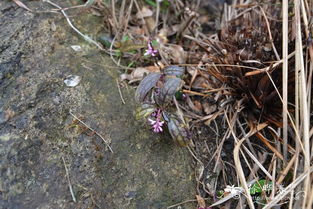 大叶金牛Polygala latouchei