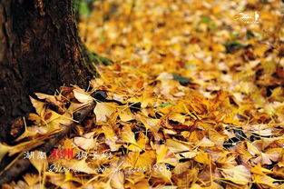 秋色中最美的村庄 湖南永州 桐子坳