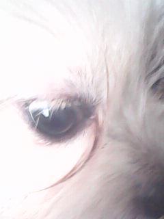 狗狗眼睛流眼泪 有一点点红 眼角有眼屎 用怎么药好啊 不懂的别乱说哦这可以用在眼睛的药啊 