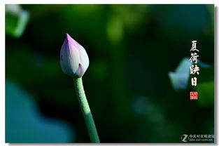 芙蓉映日是什么生肖